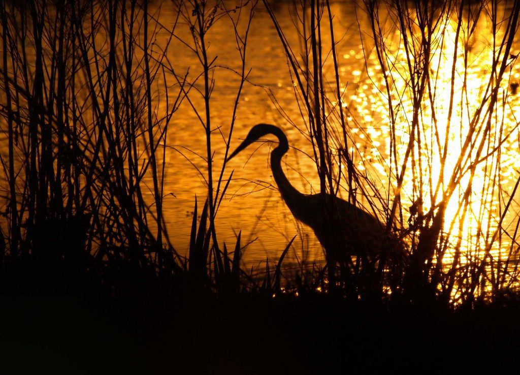 Crane in Marsh