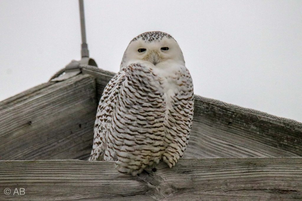 Snowy Owl -MBSP